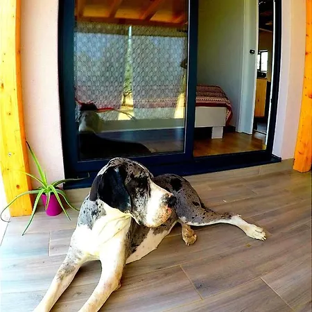 Nature Eco-friendly Pet-friendly *